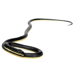 Soft Rubber Prank Snake Toy